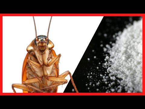 Como preparar acido borico para cucarachas