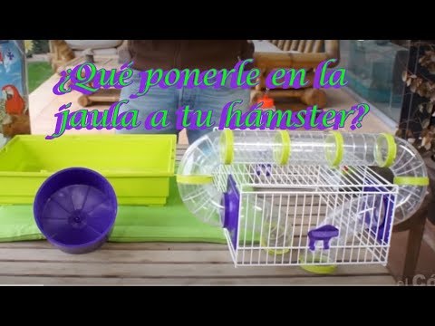 Como preparar una jaula para hamster